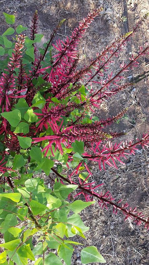 can anyone identify this plant, gardening, Foliage coming on