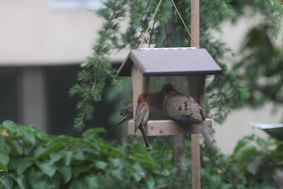 part 5 back story of tllg s rain or shine feeders, outdoor living, pets animals, urban living, MALE HOUSE FINCH SPOTS MOURNING DOVE NOSHING FROM HH in new locale TRIES TO NEGOTIATE FOR A SPOT AT THE FEEDER VIEW TWO FINCH INFO