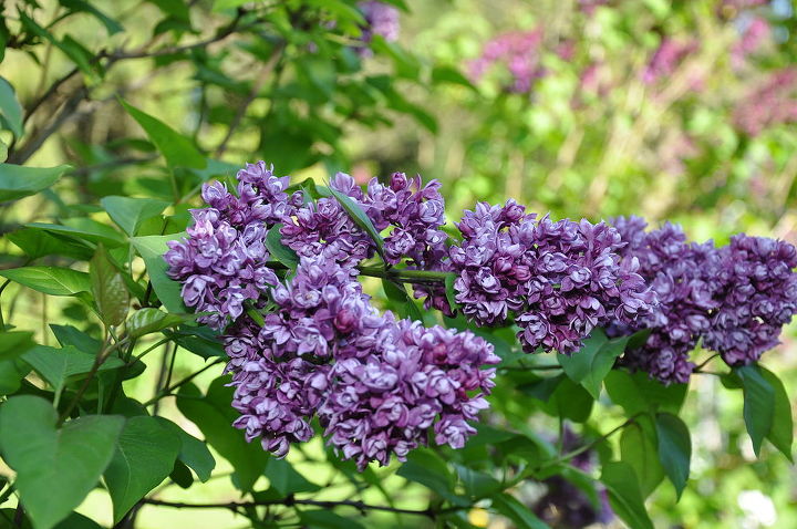 it s lilac time they come in all colors, gardening