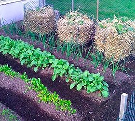 easiest potato growing method ever, gardening, Last years towers with gourmet purple potato s