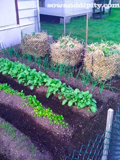 easiest potato growing method ever, gardening, Last years towers with gourmet purple potato s