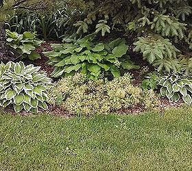 hostas the art of using one type and making it look different, flowers, gardening, Many people mix there hostas with ground covers Hostas seem to hold there own in these situations