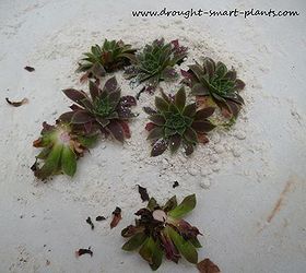 sempervivum how to remake your hens and chicks, flowers, gardening, The snipped off rosettes get thoroughly coated with the diatomaceous earth just like shake and bake chicken