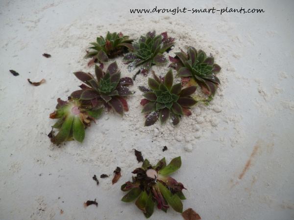 sempervivum how to remake your hens and chicks, flowers, gardening, The snipped off rosettes get thoroughly coated with the diatomaceous earth just like shake and bake chicken