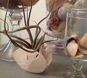 airplants in the house, gardening, home decor, I sandwiched this one between two sand dollars