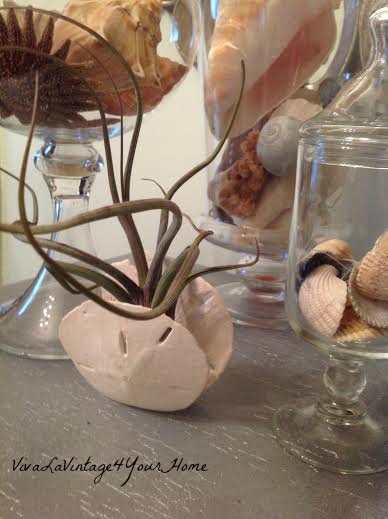 airplants in the house, gardening, home decor, I sandwiched this one between two sand dollars