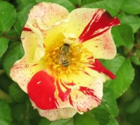 4th of july roses that speak to america, gardening, Fourth of July with a Bee pollinator Bee