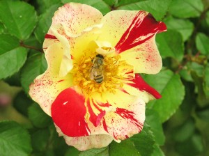quatro de julho 39 rosas que falam da amrica, 39 Fourth of July 39 com uma abelha polinizador Bee