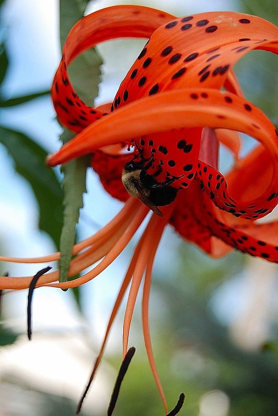 garden photos, gardening, Bee on Tigerlily