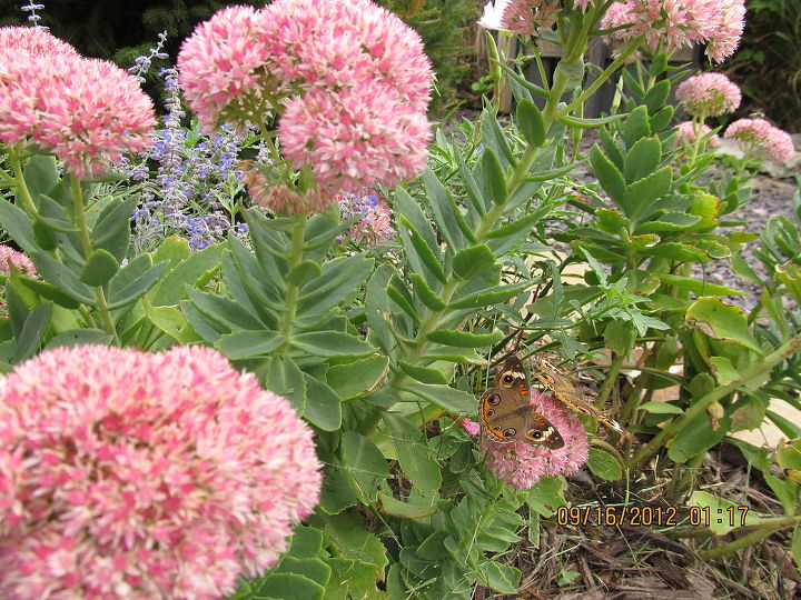 sept pictures, flowers, gardening, hibiscus, Buckeye Butterflies with sedum