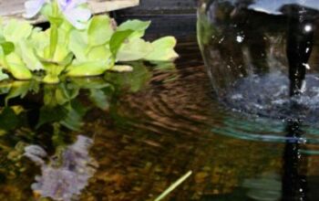 10 Aquatic Plants for Your Fountain: Free-Floating Flowers & Greenery