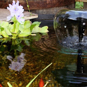 10 aquatic plants for your fountain free floating flowers greenery, flowers, gardening, ponds water features