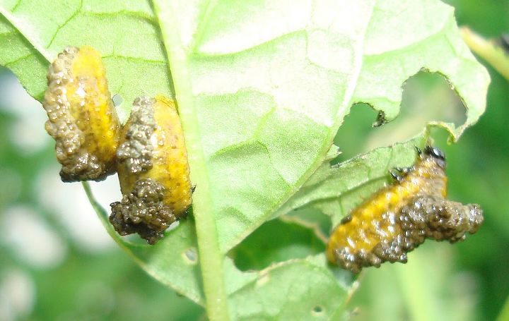 how to get rid of tomatillos bugs