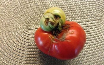 Halloween Tomato