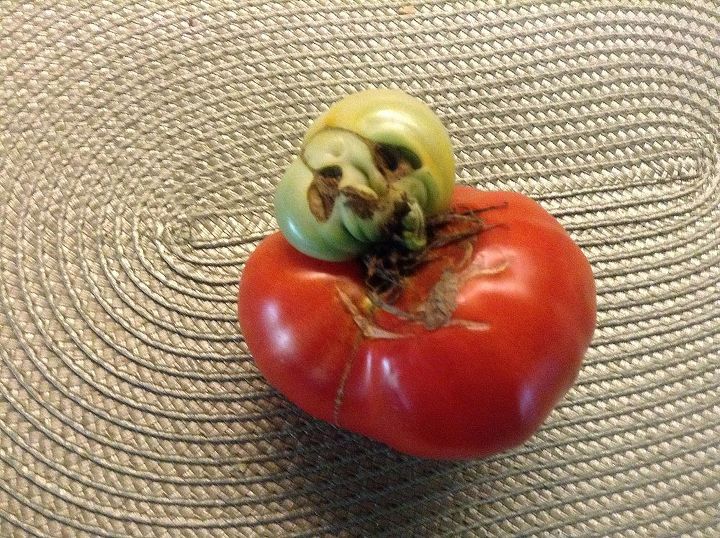 halloween tomato, gardening, Our garden goblin