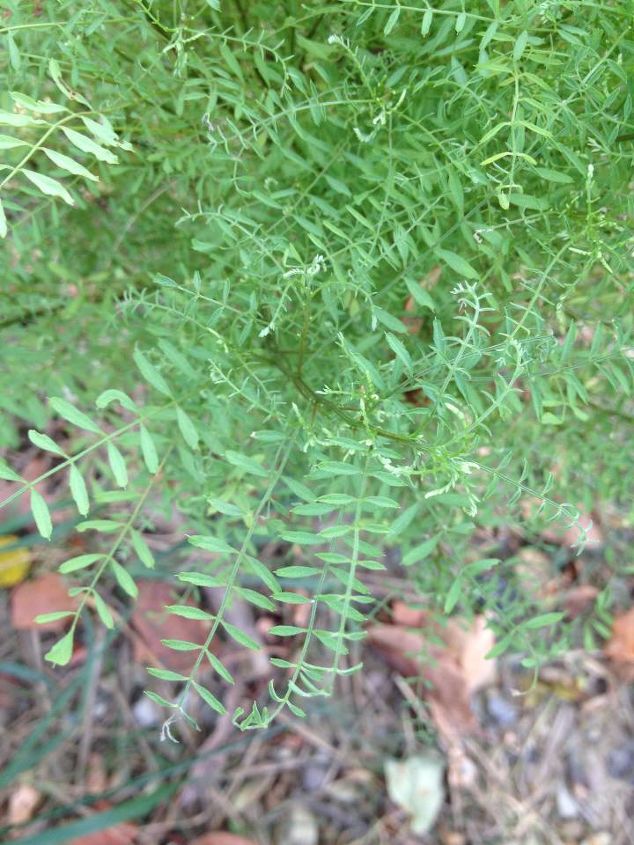 unknown plant weed, gardening, Closeup of the leaves