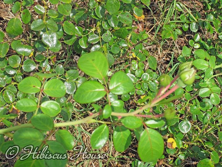 does anyone know the name of this rose, gardening, Another section of buds