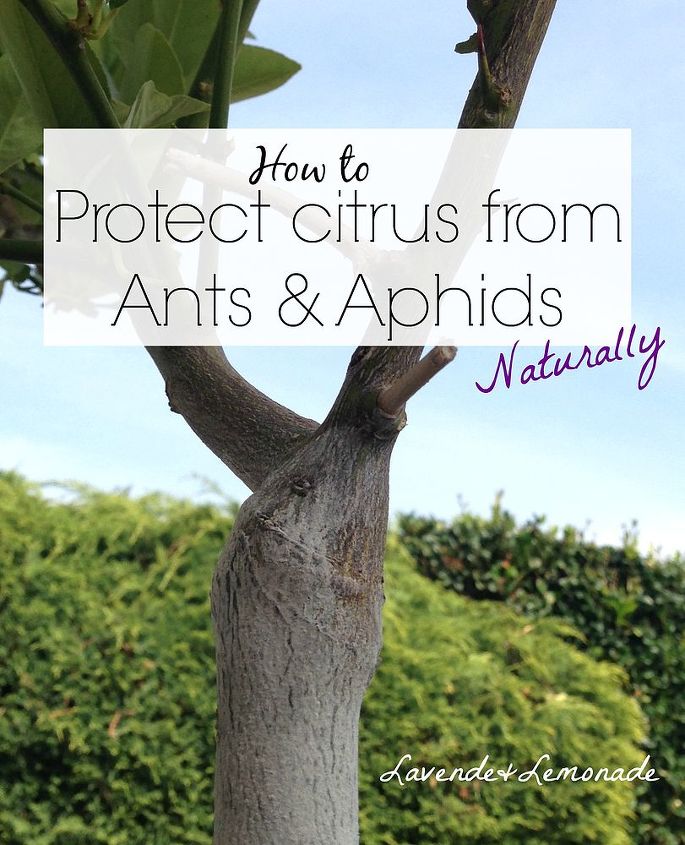 simple natural tip to keep citrus trees free of ants and aphids, pest control