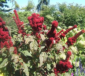 red hot mamas, flowers, gardening, Amaranthus is an in your face bold annual