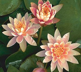 popular hardy waterlilies for your pond, flowers, gardening, outdoor living, ponds water features, Colorado 3 to 4 salmon flower Green leaves mottled with burgundy Full to partial sun