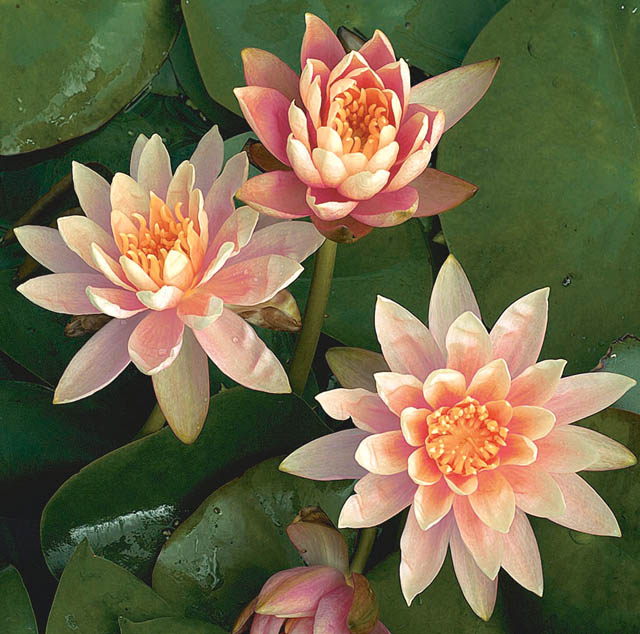 nenfares resistentes populares para su estanque, Colorado Flor de 3 a 4 de color salm n Hojas verdes moteadas de burdeos Sol total o parcial