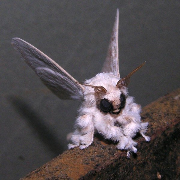 cute or creepy, neotropical ornamental moth say that five times fast