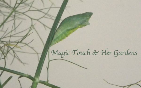 magic touch her fennel, gardening, pets animals, Their chrysalis can be either green