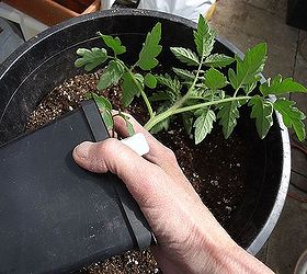 how to take care of your new tomato plants, container gardening, gardening, Be sure to squeeze the pot to loosen the plant Never pull it out by holding the leaves