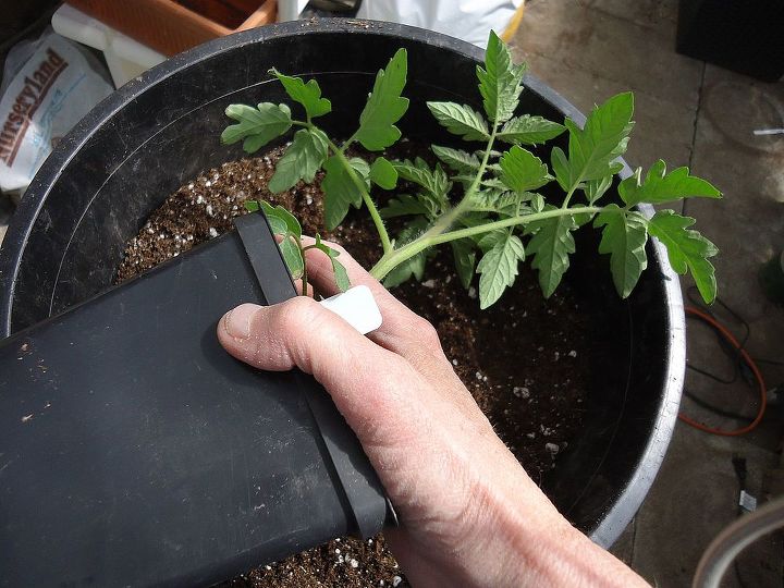 how to take care of your new tomato plants, container gardening, gardening, Be sure to squeeze the pot to loosen the plant Never pull it out by holding the leaves