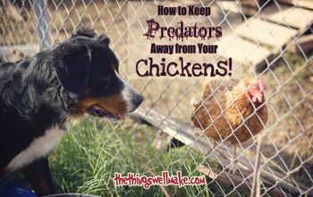 Want an Easy Way to Keep Predators Away From Your Chickens?