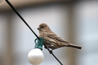 part 2 back story of tllg s rain or shine feeders, outdoor living, pets animals, urban living, Female House Finch looks deep in thought while facing west where fireworks are held in relation to where I live from atop the string lights over my garden This image was featured in a post on Blogger
