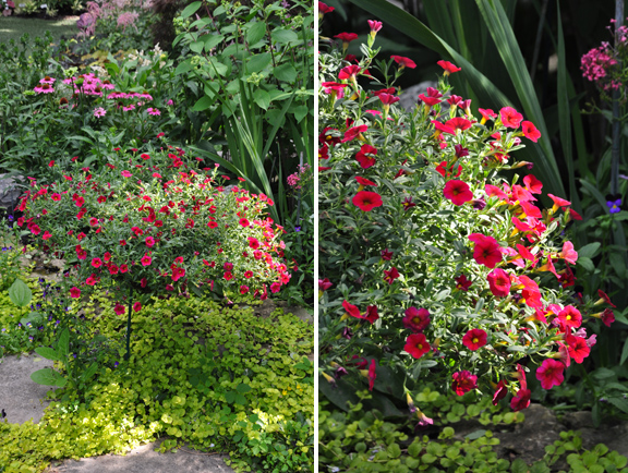 a garden in the shade, Colorful annuals in the sunny part of the garden