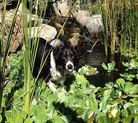 puppy brody visits the pond store, outdoor living, pets animals, ponds water features, Such a photogenic doggy