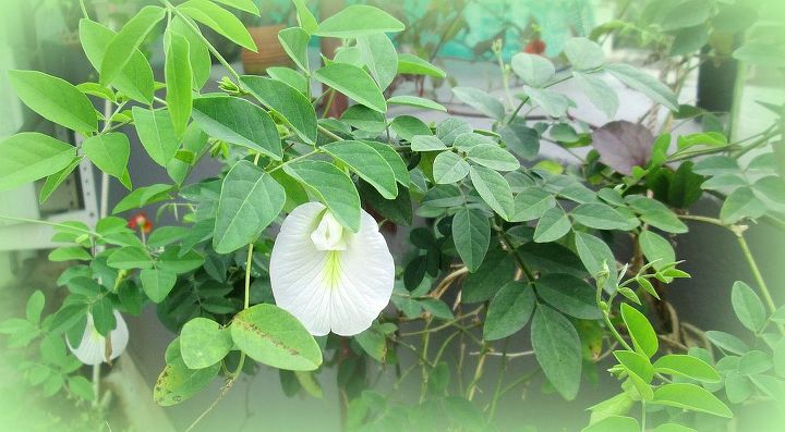 flowers in my garden which are native to our region, flowers, gardening, hibiscus, Butterfly pea vine