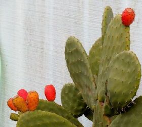 my spring garden, flowers, gardening, outdoor living, succulents, Prickly Pear fruit