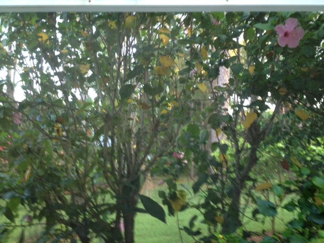 hibiscus leaves turning yellow