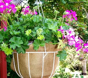 burlap a thrifty container liner, container gardening, crafts, flowers, gardening, repurposing upcycling, Burlap liners instead of coco liners