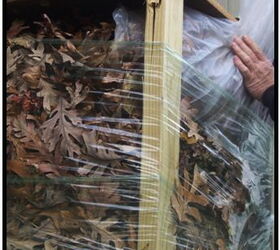 that s a wrap prepping a windmill palm for winter, gardening, Leaves make an excellent stuffing