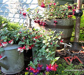 garden junk fuschias, gardening, outdoor living, repurposing upcycling, Seven AM in a junk garden