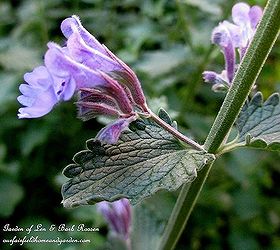 may garden birdhouses amp flowers, flowers, gardening, Nepata Cat Mint loved by hummingbirds