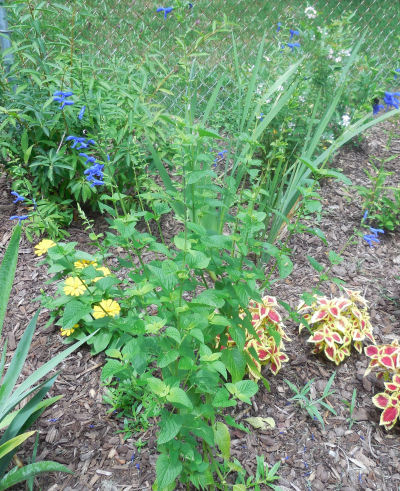 what is this plant, flowers, gardening, The plant It is about 3 feet tall and 30 inches wide