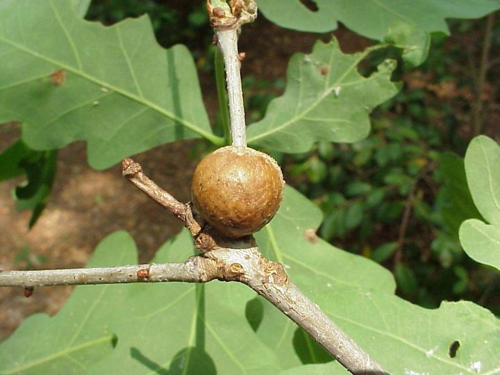 i m seeing a lot of leaf and stem galls on landscape plants these are caused by tiny, gardening, pest control, oak gall