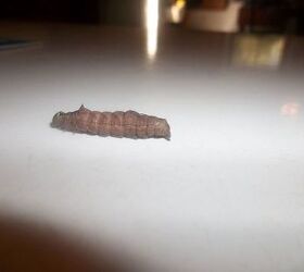 q what kind of caterpillar, pets animals