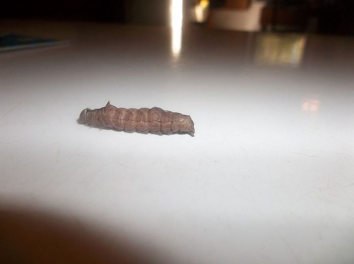 q what kind of caterpillar, pets animals