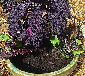 the color purple monochromatic edible container garden, container gardening, flowers, gardening, Next up on either side of the Red Bor are the 2 Red Giant Mustard The foliage is stunning and edible Don t forget to fill in the soil after each plant