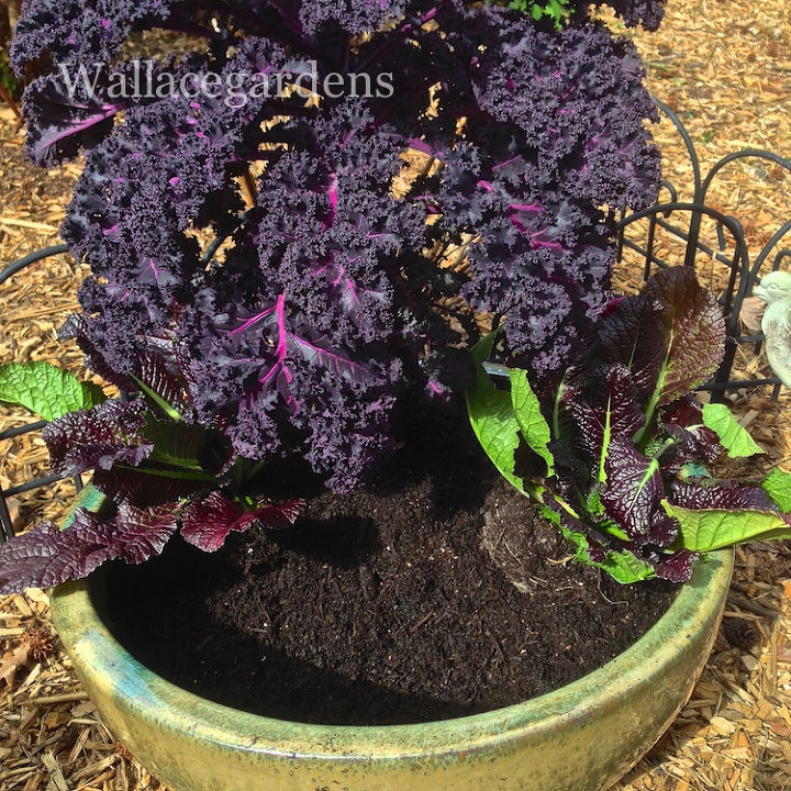 the color purple monochromatic edible container garden, container gardening, flowers, gardening, Next up on either side of the Red Bor are the 2 Red Giant Mustard The foliage is stunning and edible Don t forget to fill in the soil after each plant