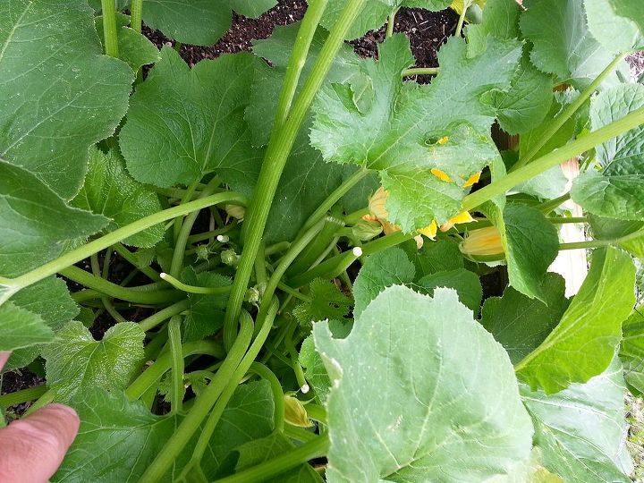 zuchini rabbits or critters eat the flowers, flowers, gardening, STEMS look like something EATING flowers off