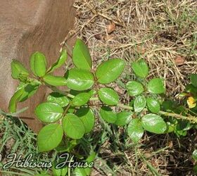 does anyone know the name of this rose, gardening, buds folliage