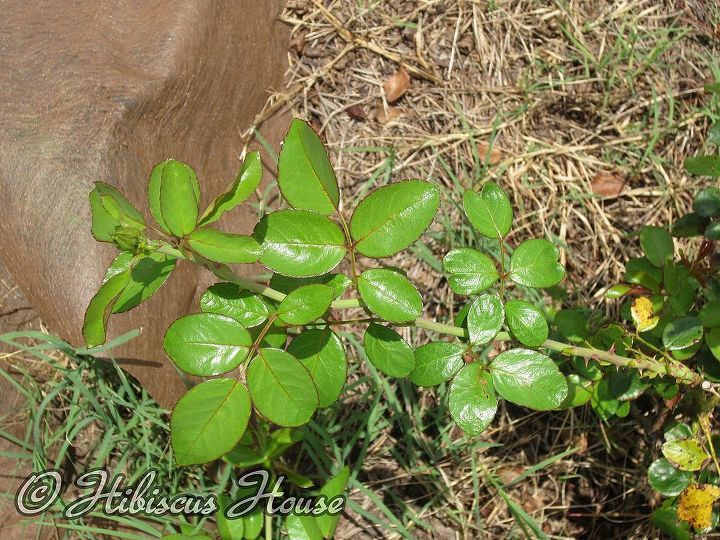 does anyone know the name of this rose, gardening, buds folliage