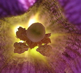 photos of my petunias and catnip flowers using the macro setting of my point and, flowers, gardening, A bug s eye view of the inside of a purple wave petunia with the sun shining behind it